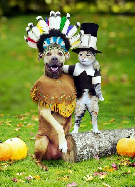 funny thanksgiving dog cat